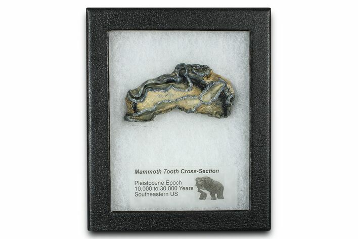 Mammoth Molar Slice With Case - South Carolina #377771